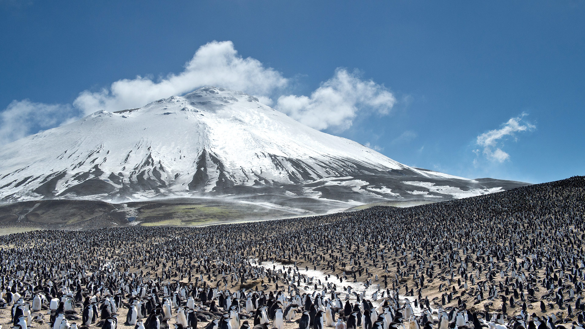 Safari to Antarctica