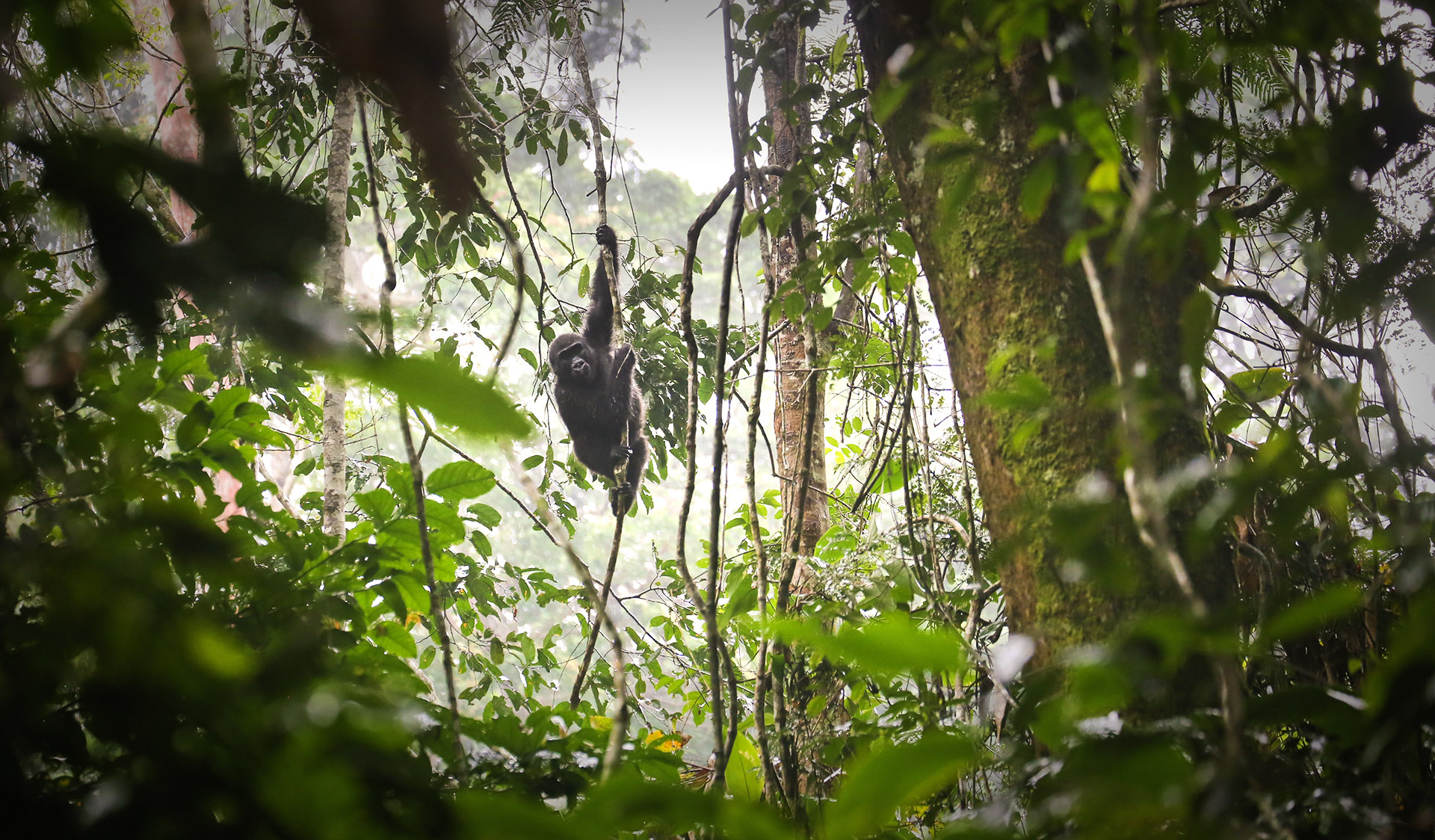 are the largest and most powerful of the great apes