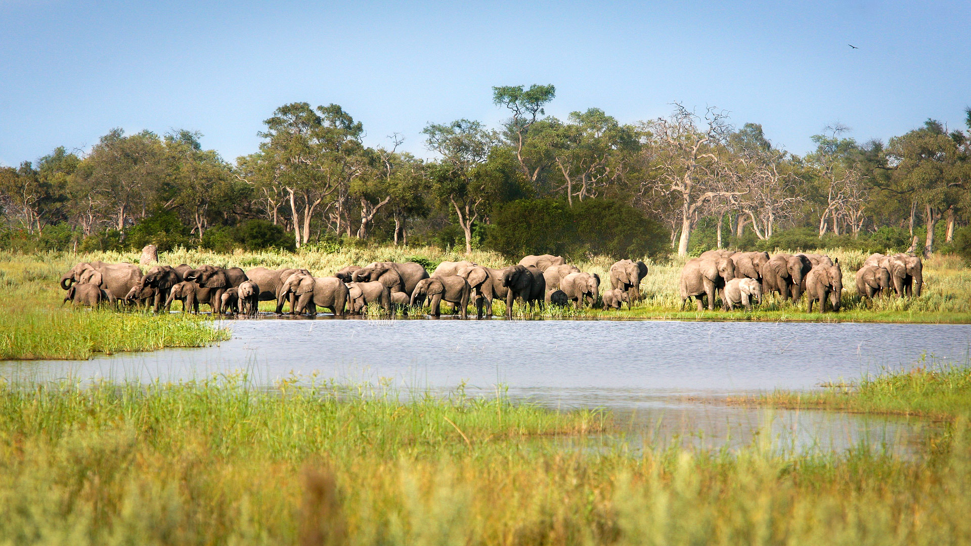 Safari in Botswana