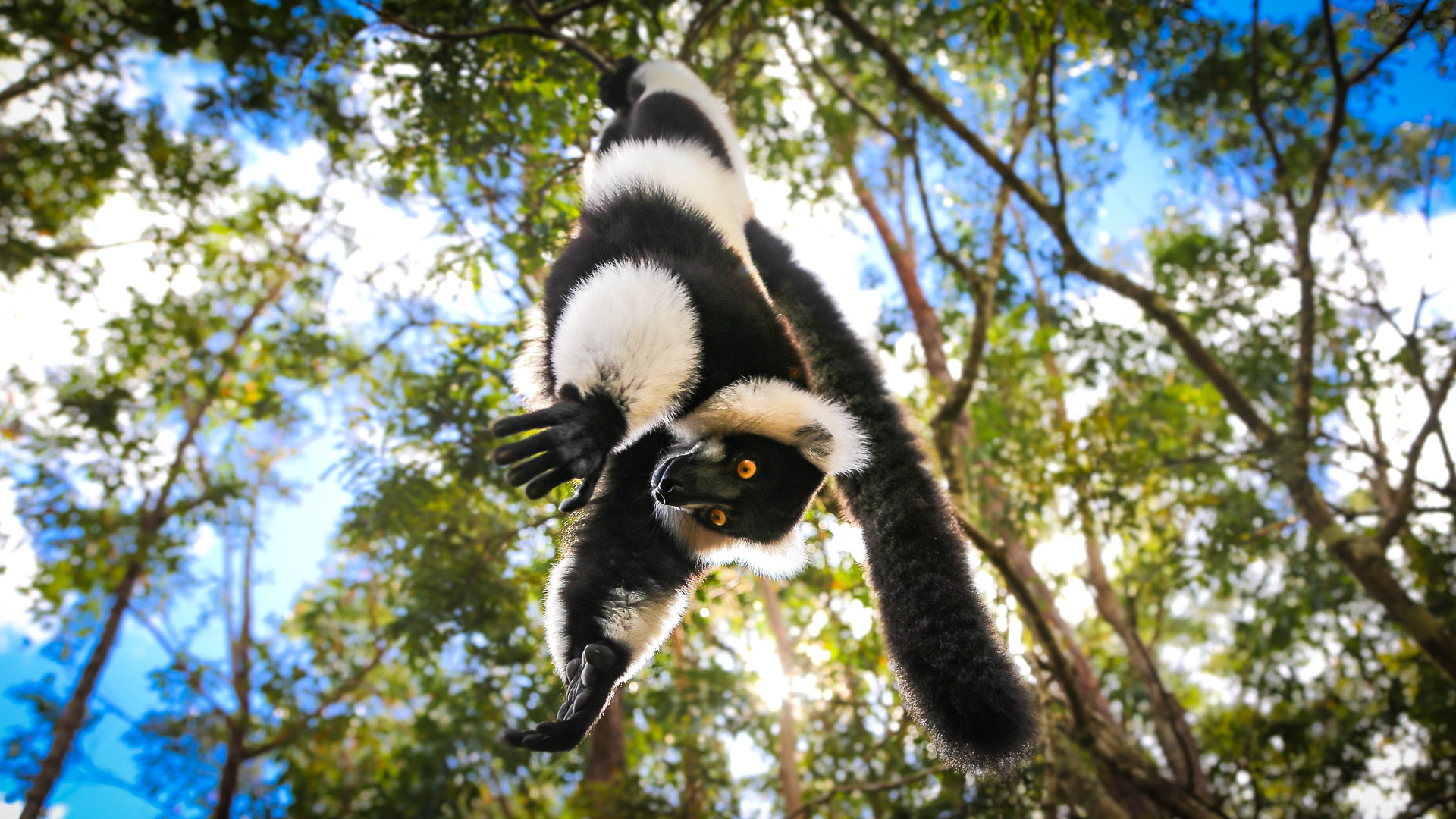 Safari in Madagascar