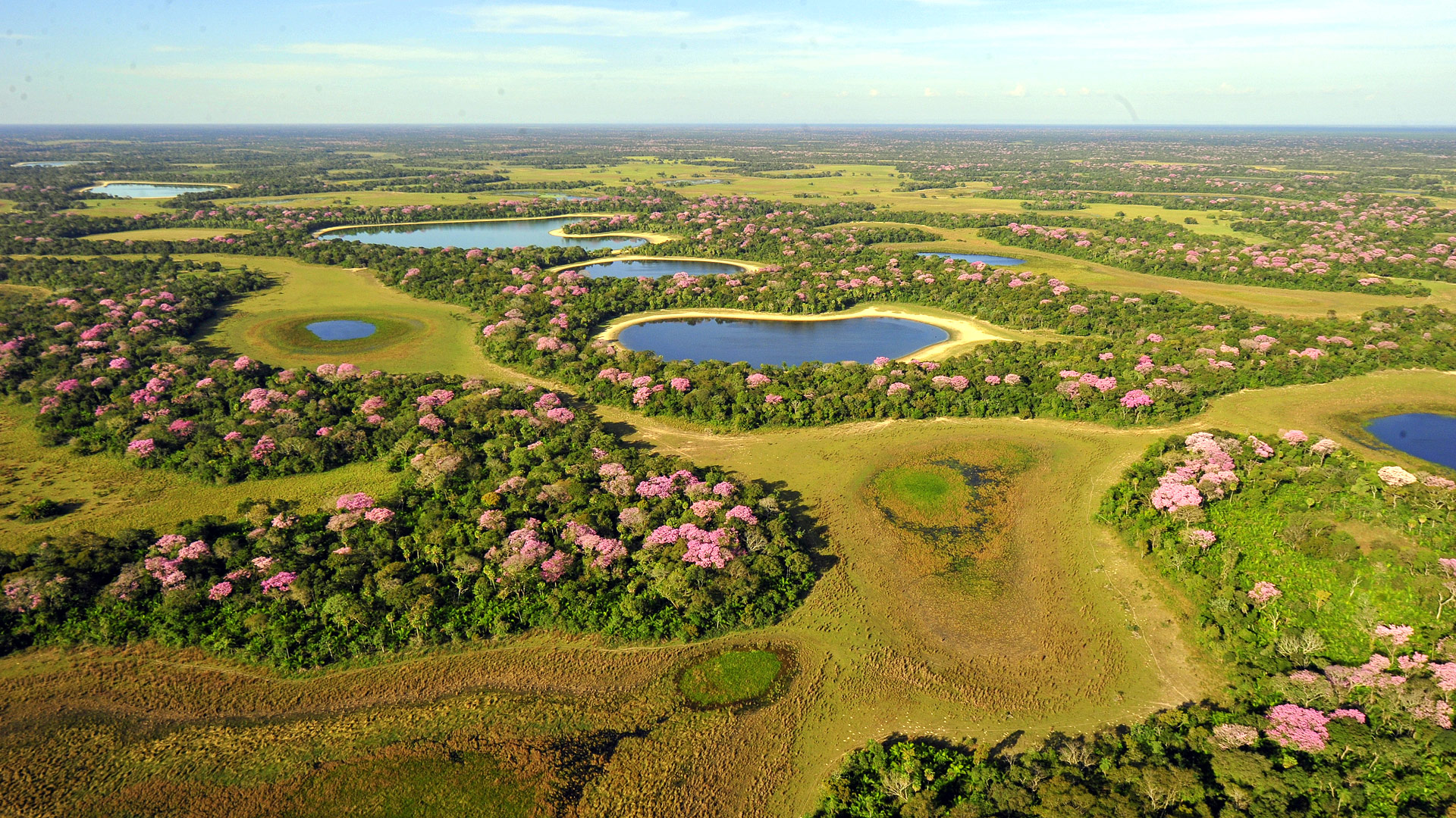 Safari in the Pantanal Wetlands