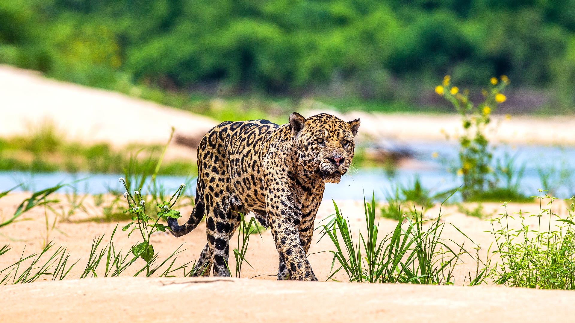 Jaguar safaris