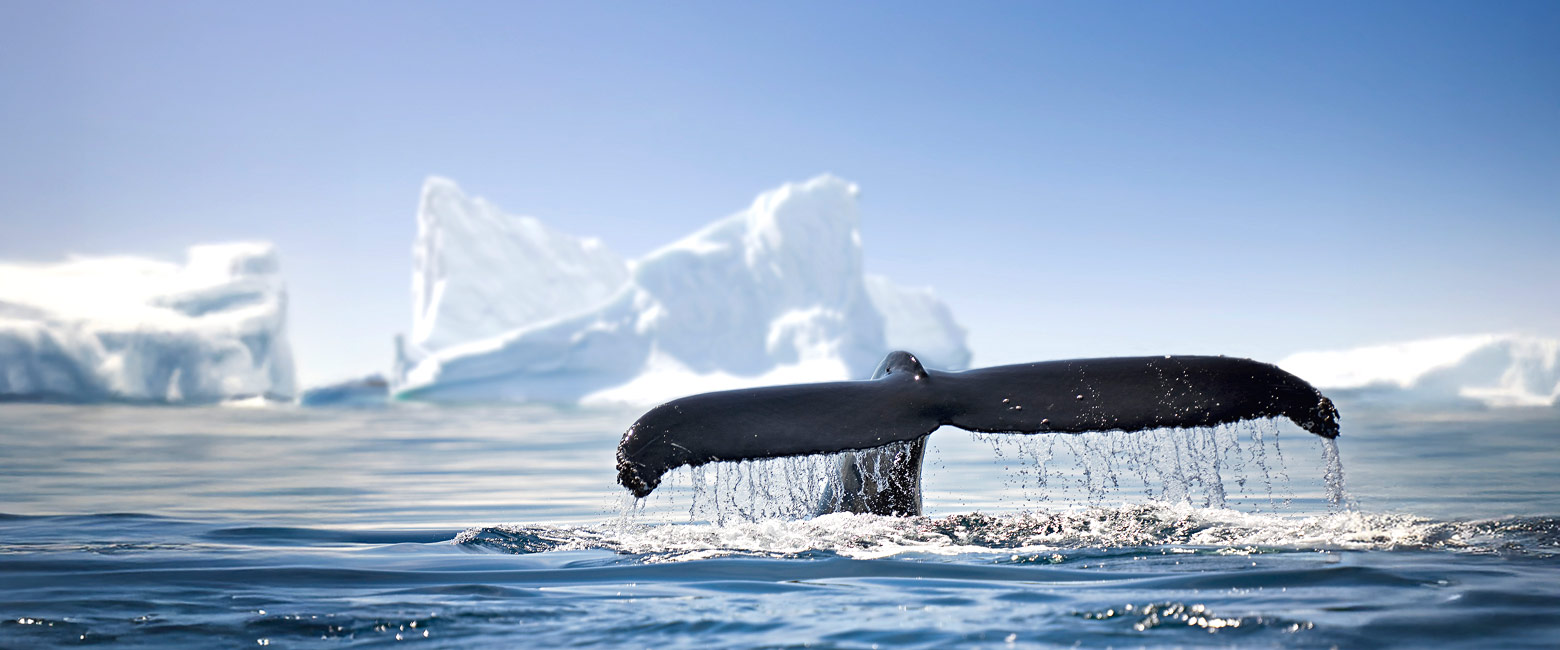 is the ultimate wilderness, vast, remote and untrodden 