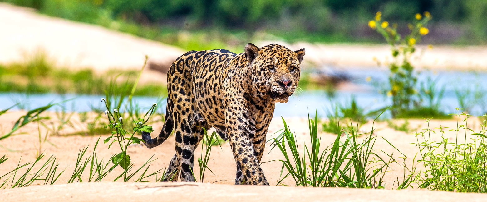 is a massive country dominated by the Amazon 