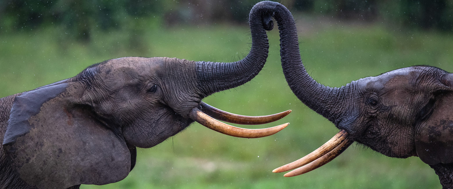 is an inaccessible country, with some interesting tropical forests 