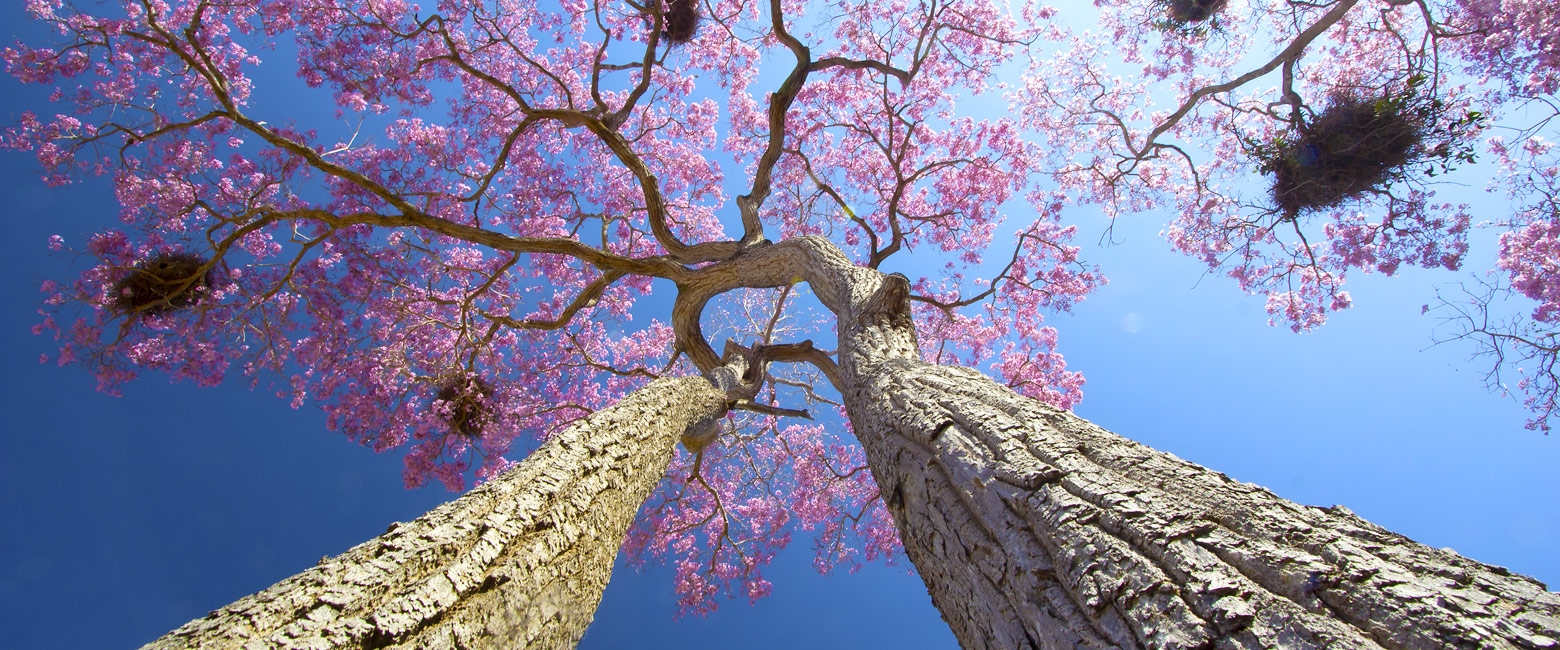 let us know your thoughts about Brazil and we will help you create the perfect trip 