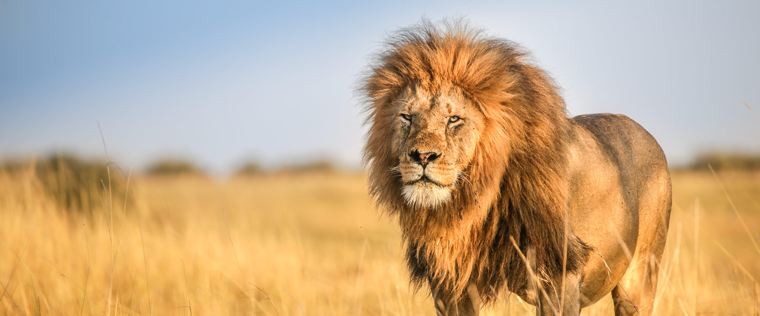 let us know your thoughts about Kenya and we will help you create the perfect safari 