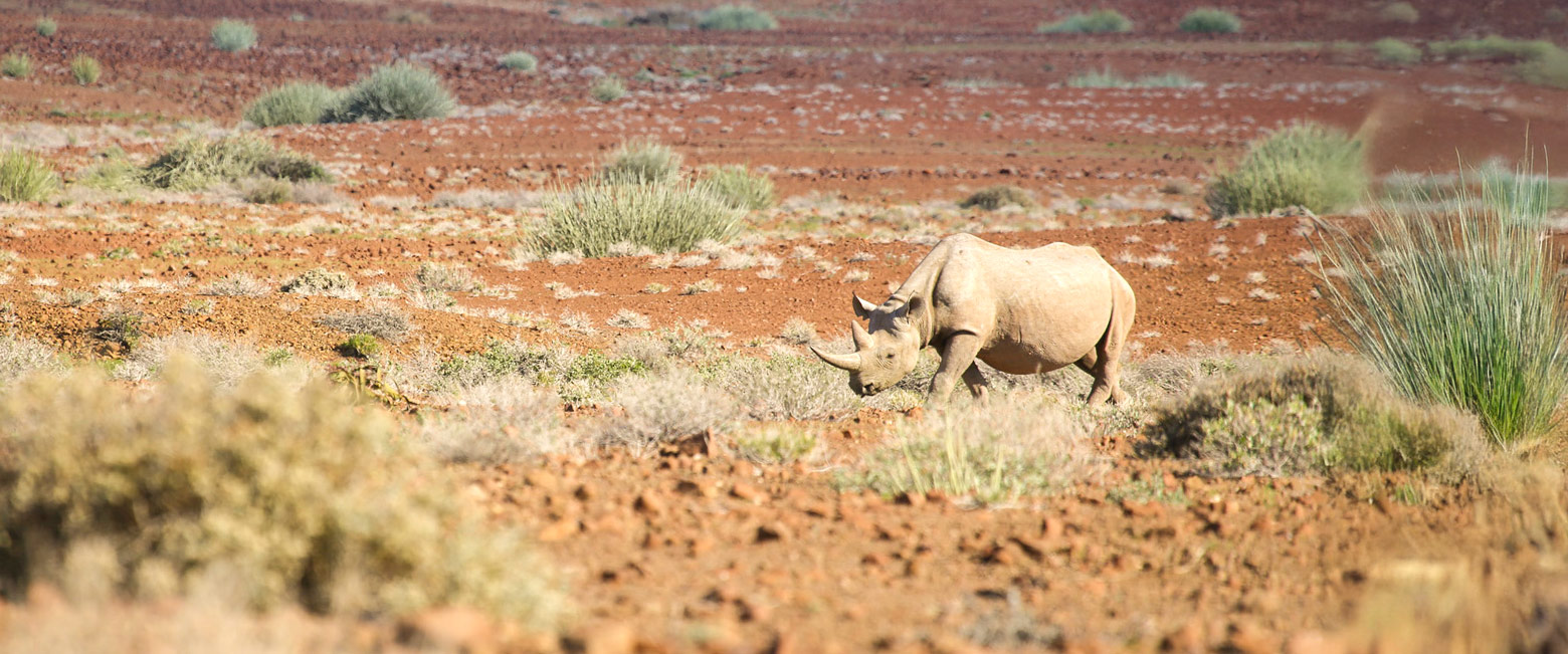 let us know your thoughts about Namibia and we will help you to build the perfect safari 