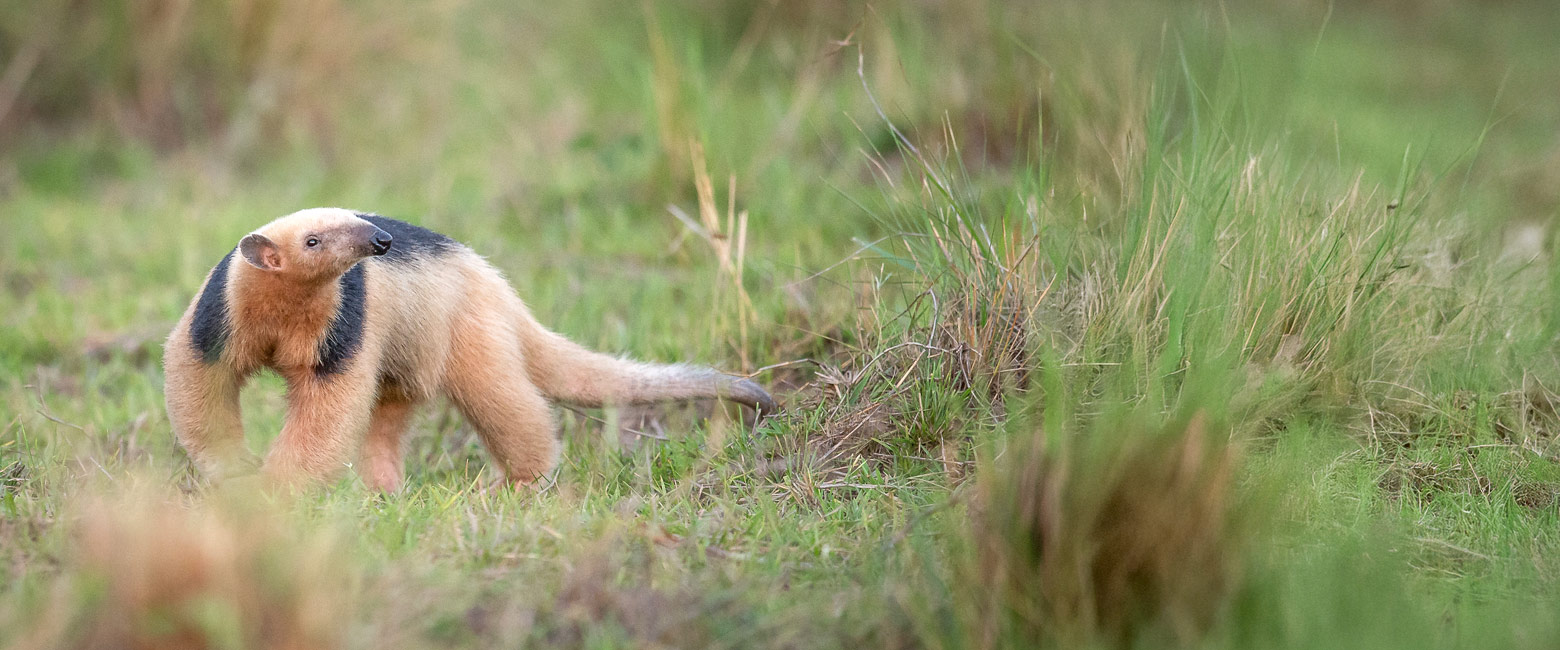 let us know your thoughts about Brazil and we help you create the perfect trip 