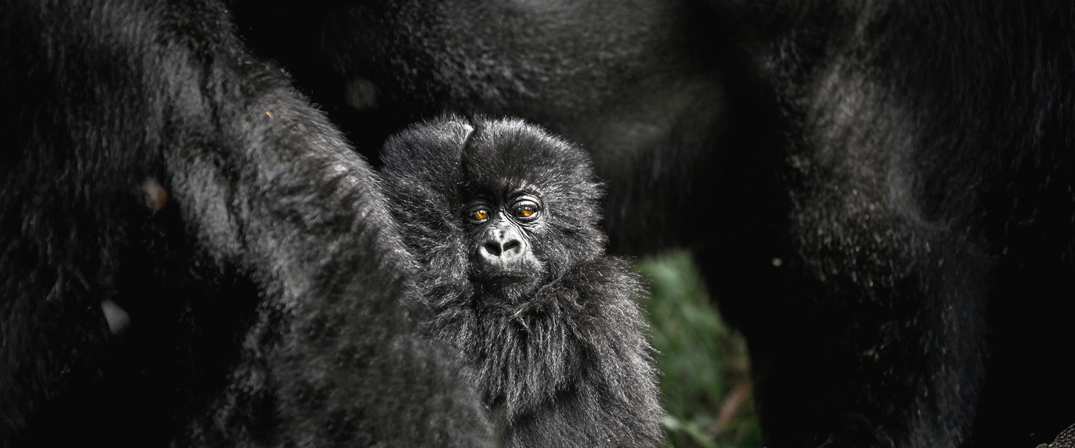 let us know your thoughts about Rwanda and we will help you create the perfect safari 