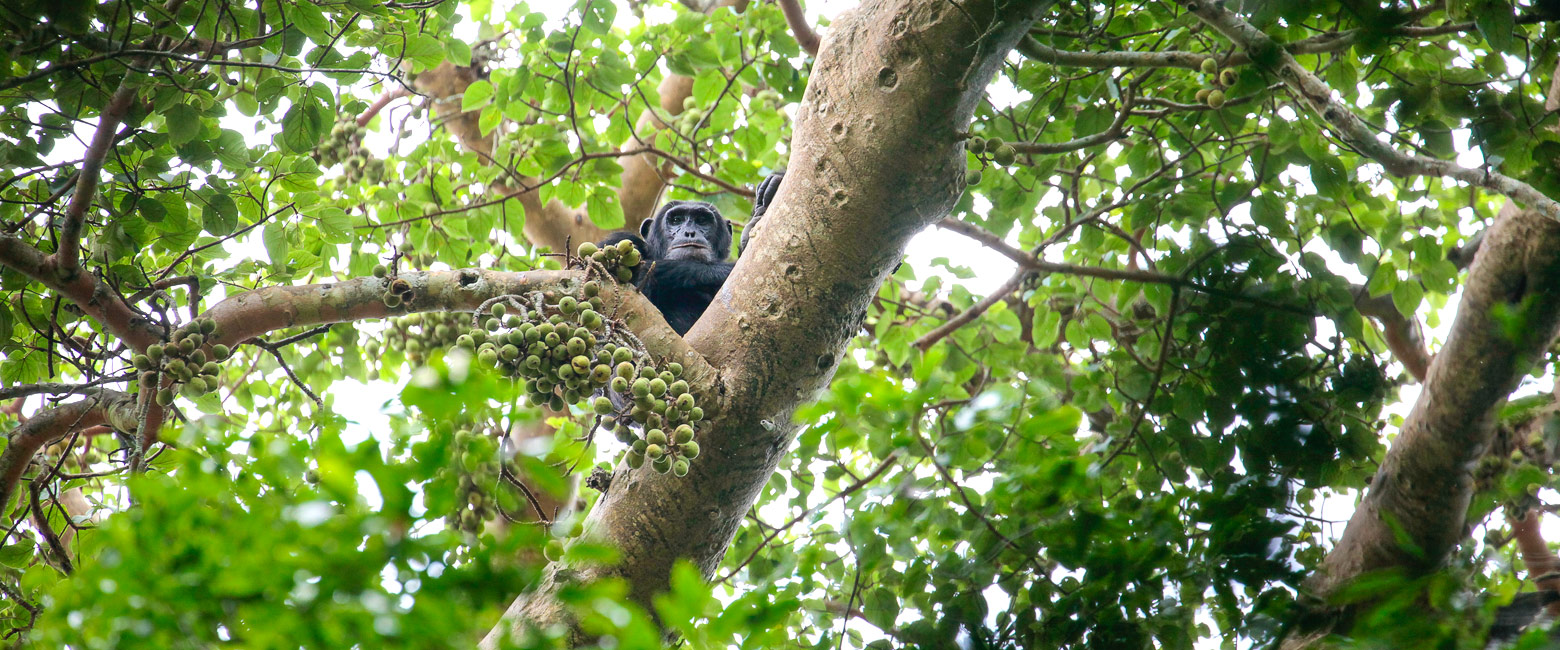 let us know your thoughts about Uganda and we will help you build the perfect safari 