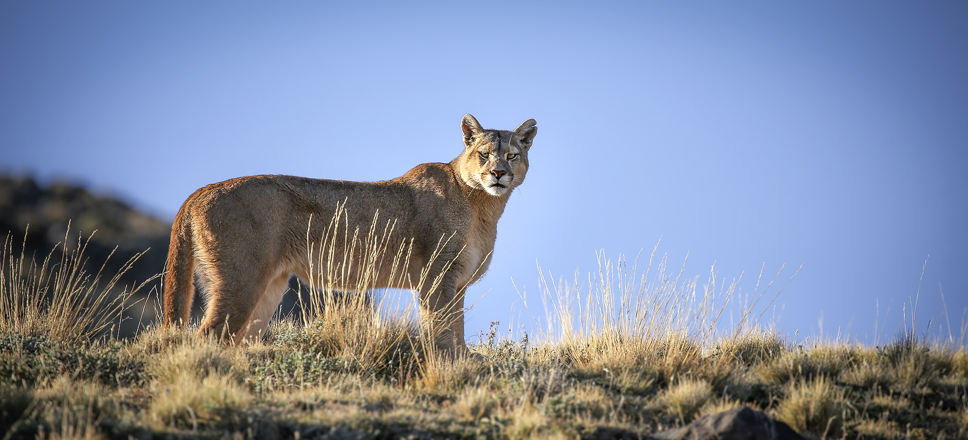 Let us know your thoughts about Patagonia and we will help you create the perfect trip 