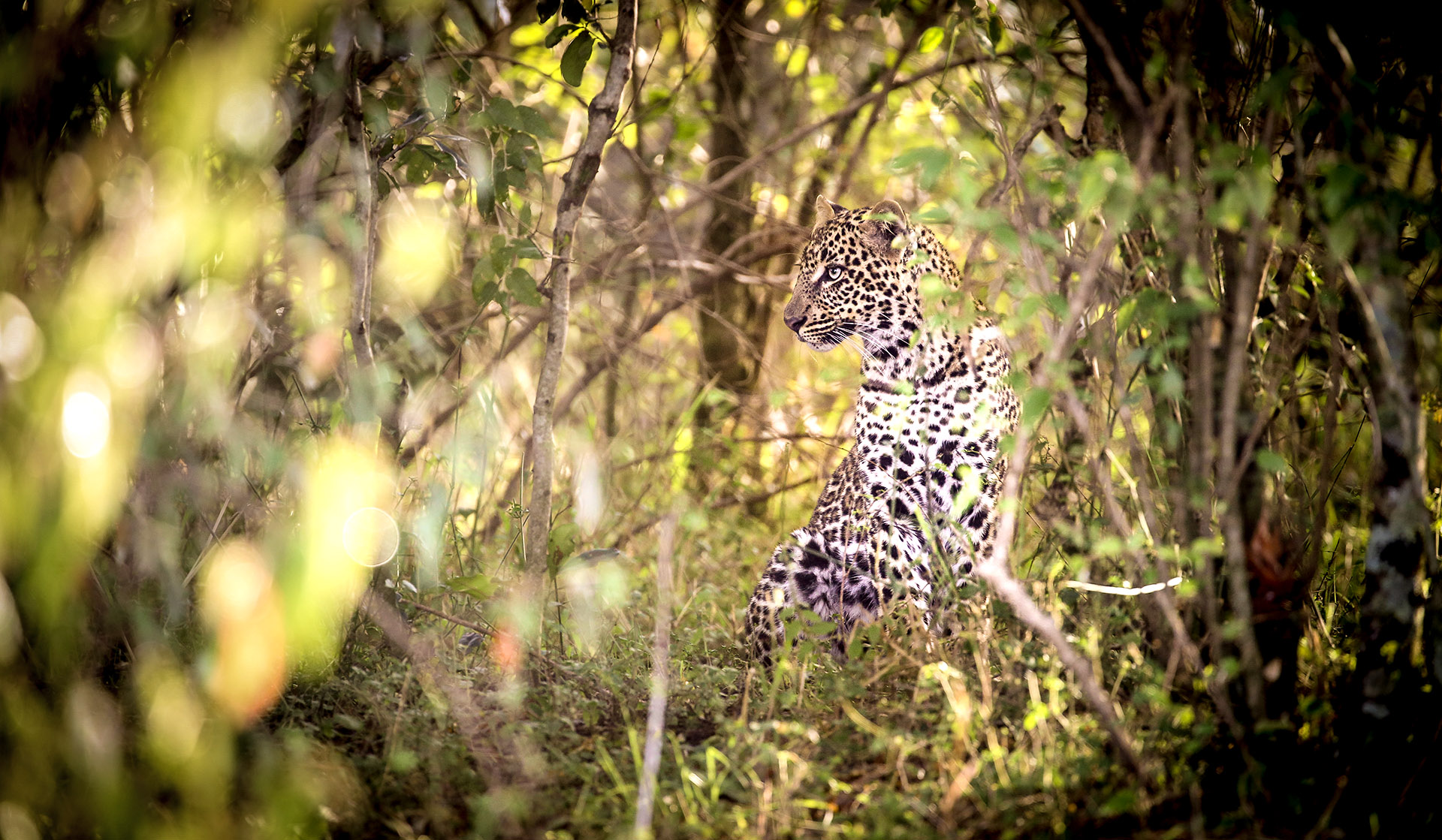 Leopard safaris