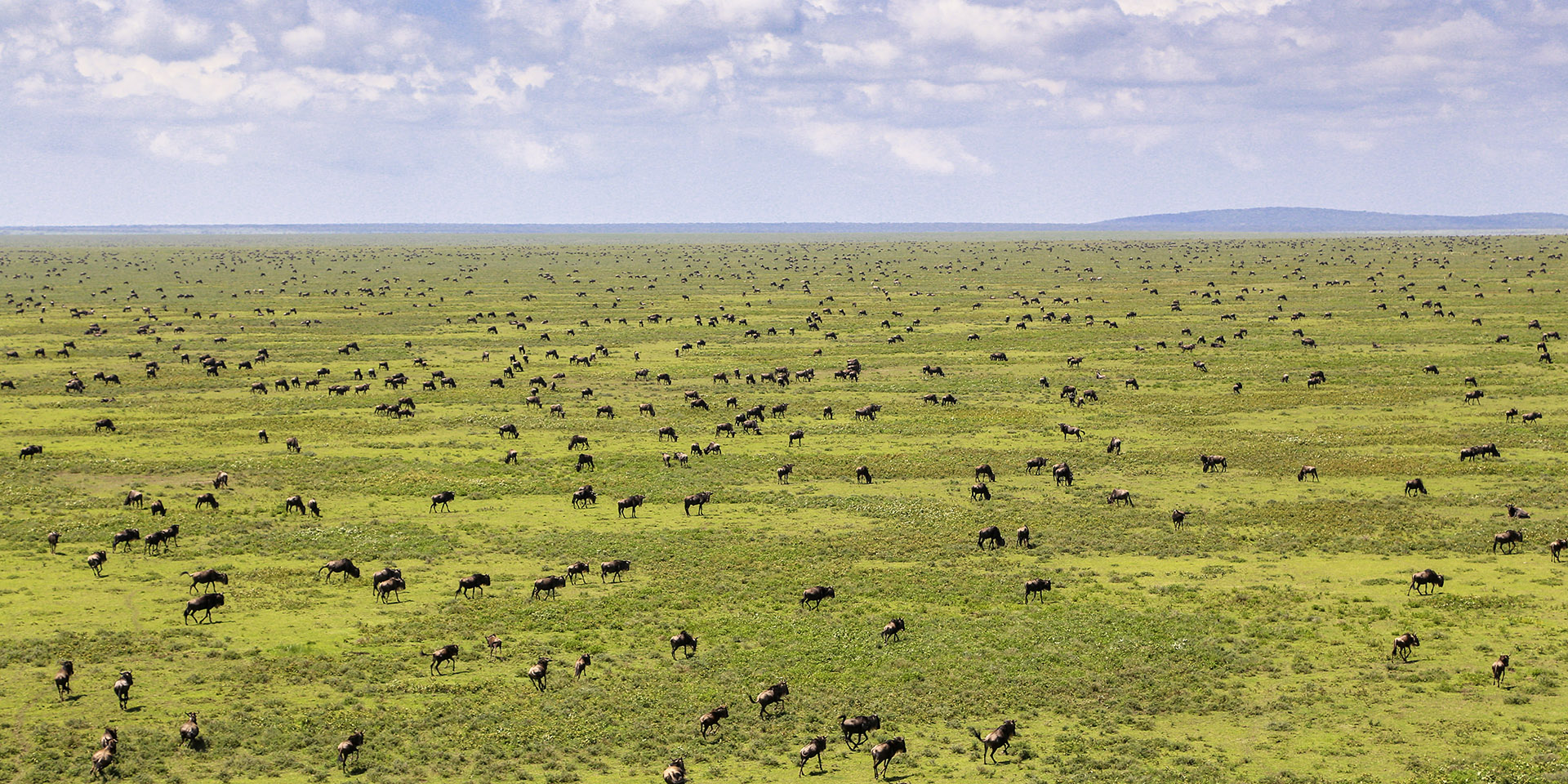 let us know about your specific interests and we will help build an amazing safari