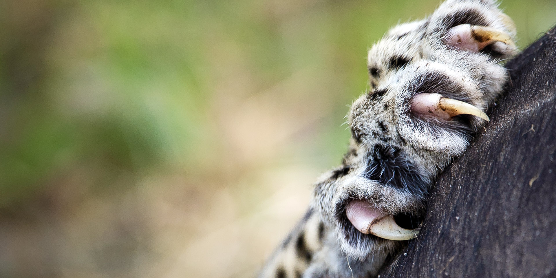 let us know about your specific interests and we will help build an amazing safari 