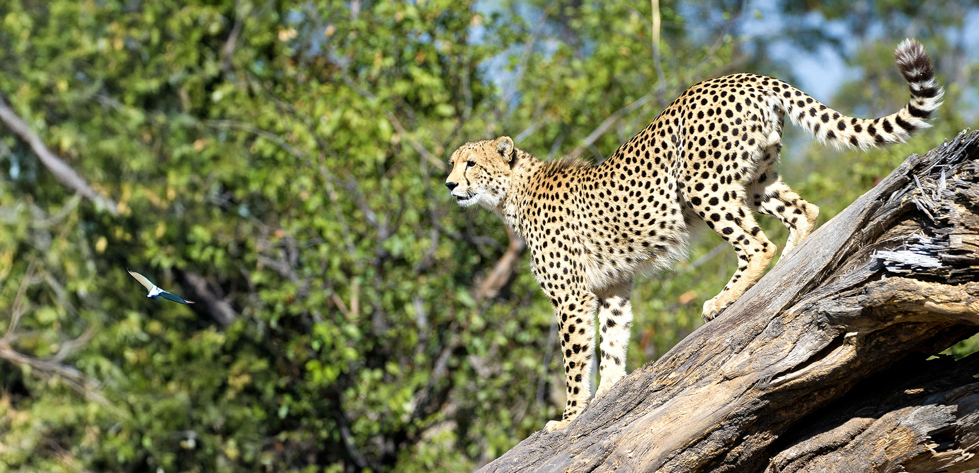 may be the fastest of the predators, but they’re not the brightest 