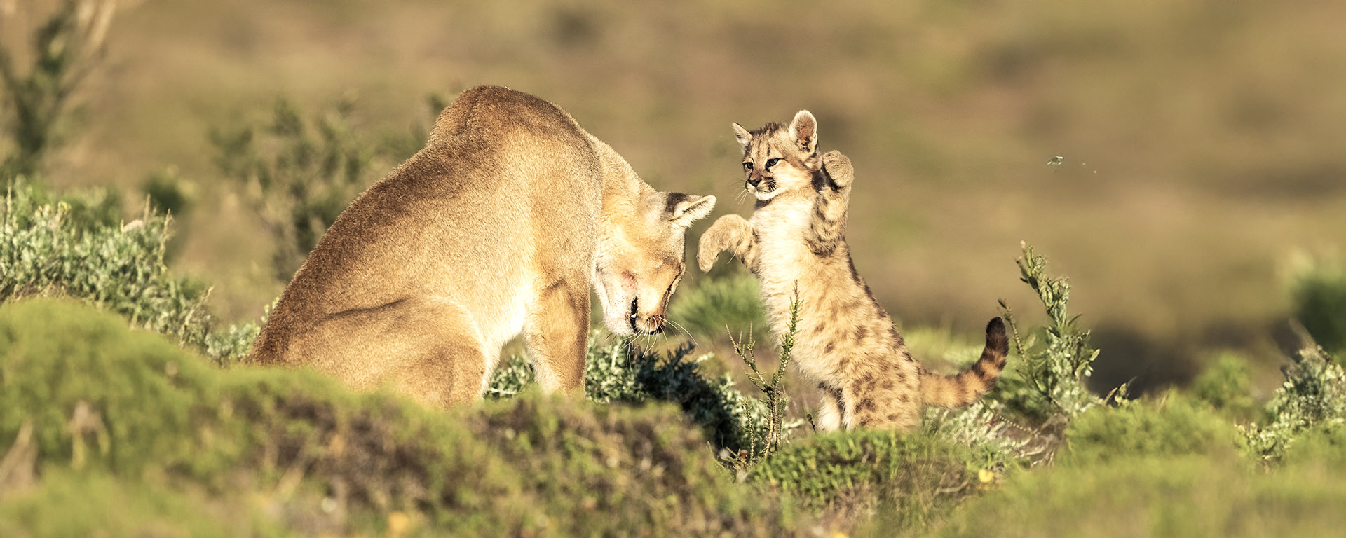 let us know when you can travel and we will help you to meet the pumas 