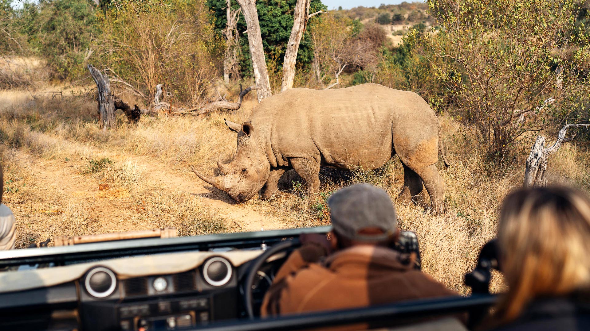 Kruger safari and Cape