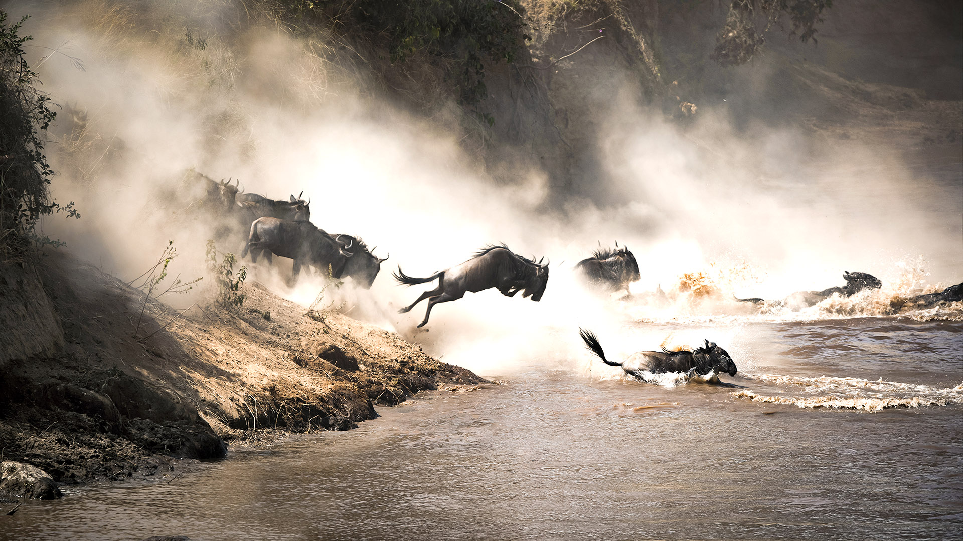 are major wildlife events that can form the centrepiece of a good safari