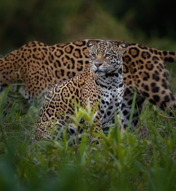 Predator safaris
Hardcore interaction with some of the planet’s
most dangerous animals
