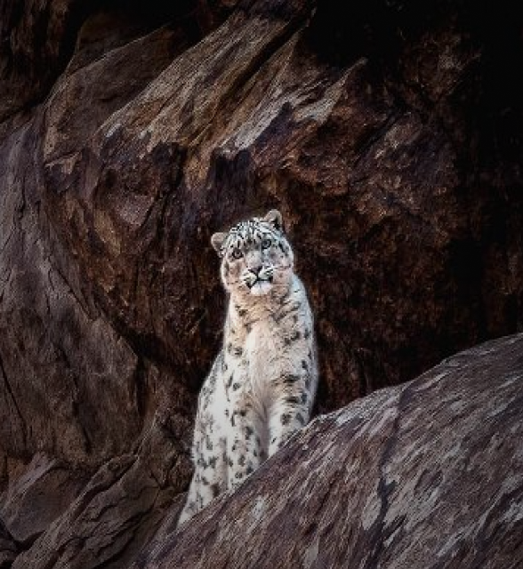 Snow leopard 飞行艇168幸运体彩历史记录查询结果
safaris
Head to the Himalayas in search of this
Incredibly elusive cat