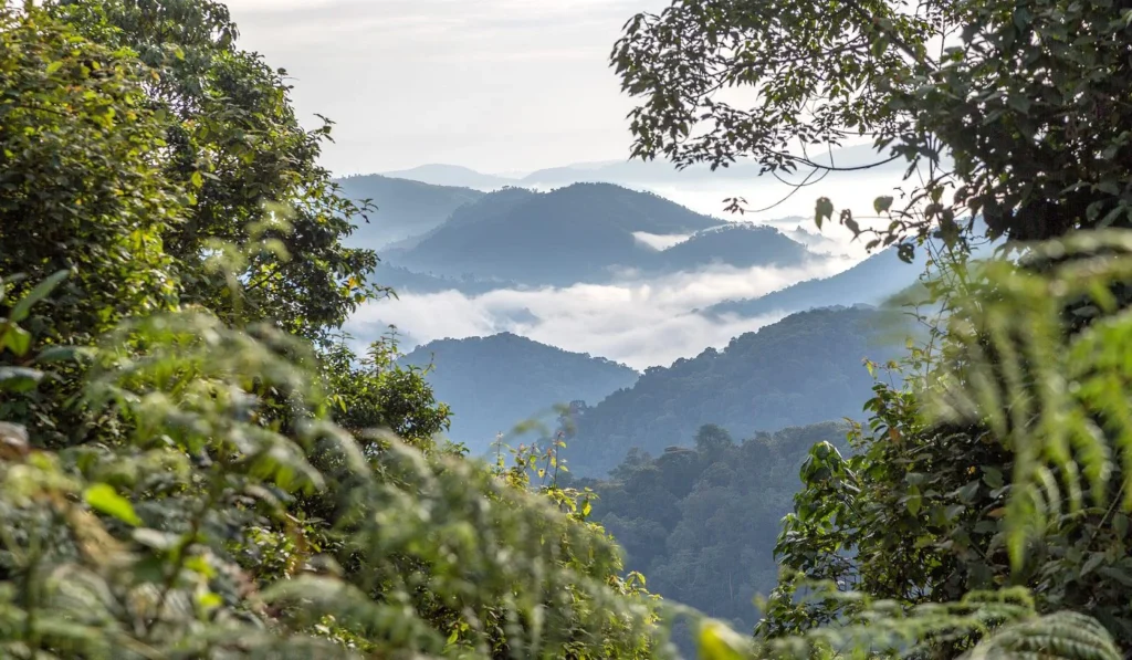 Bwindi Forest