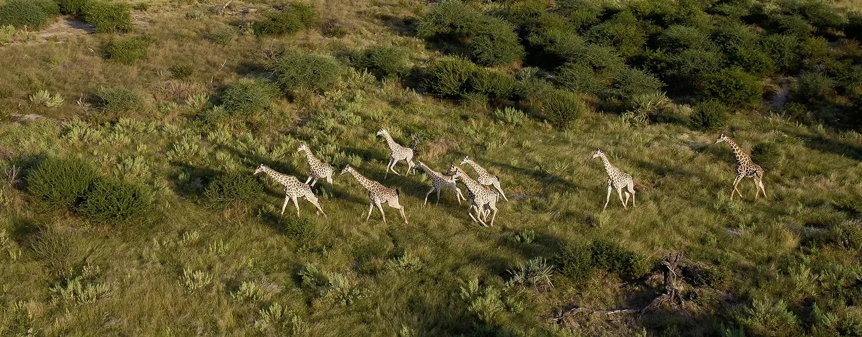 168飞行艇实时开奖结果直播 safari is the primary driver of conservation in wilderness areas