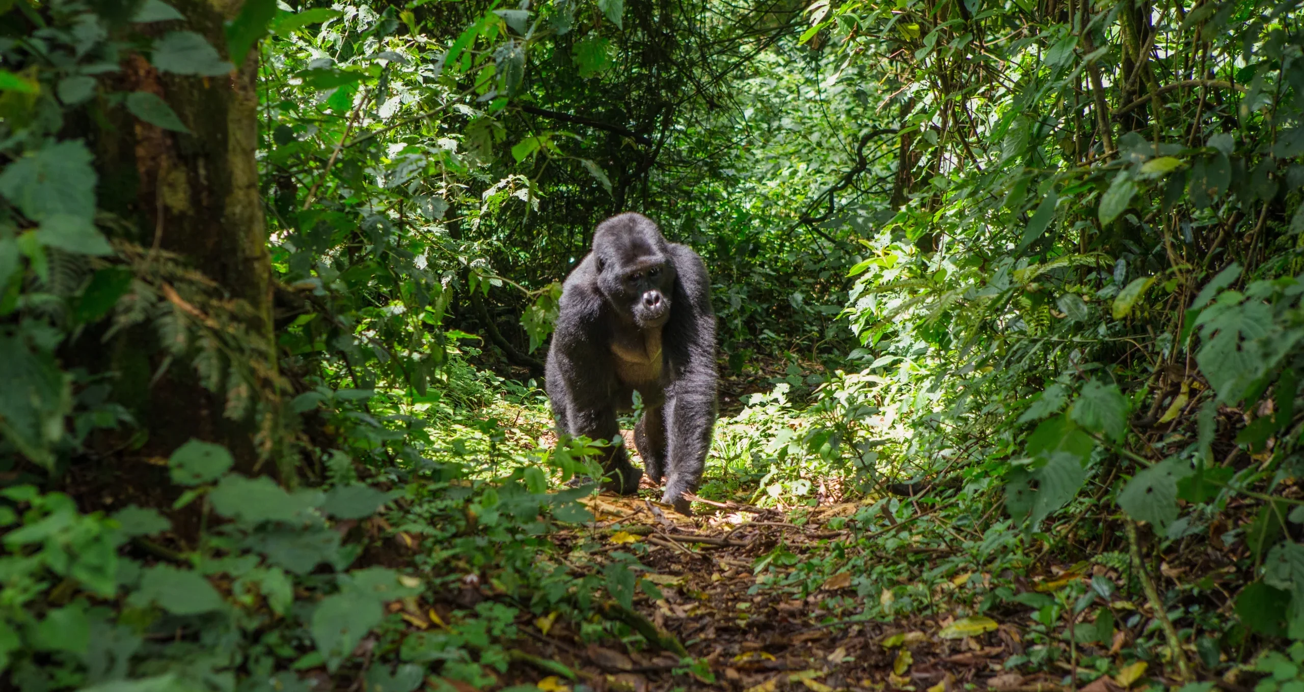 are inherently entertaining to meet largely due to their similarities to humans 