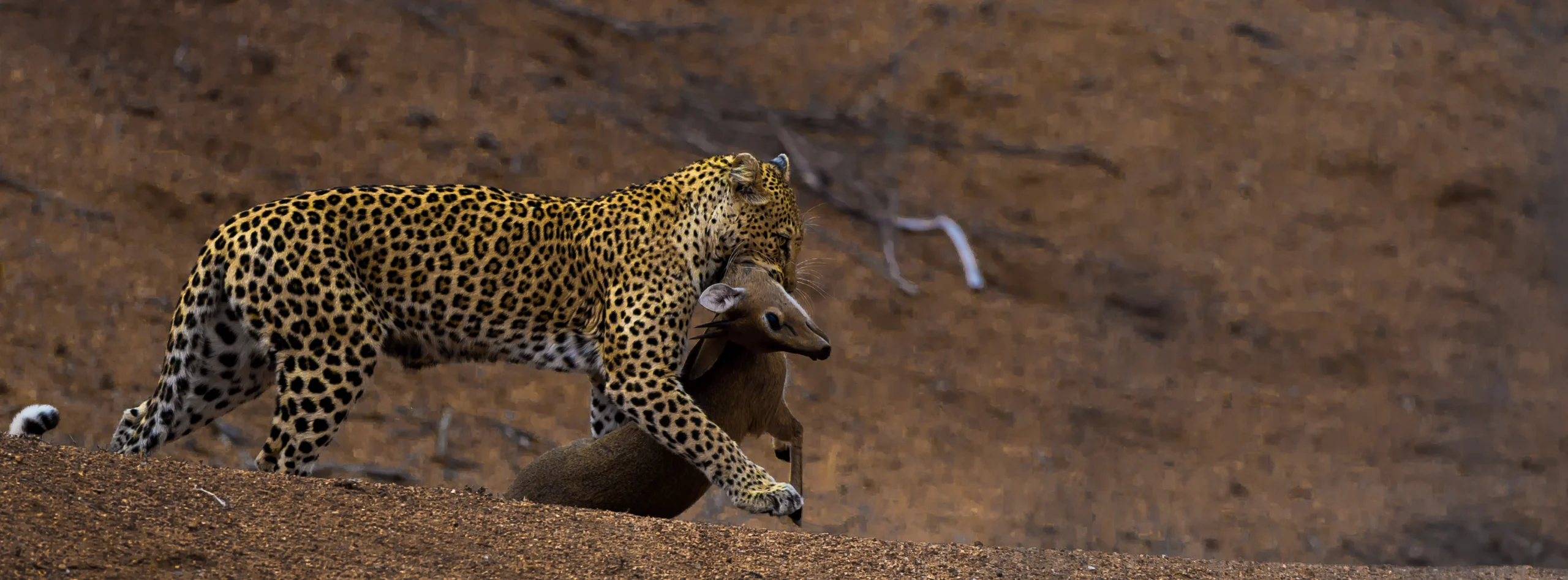get you face-to-face with the world’s most dangerous animals 