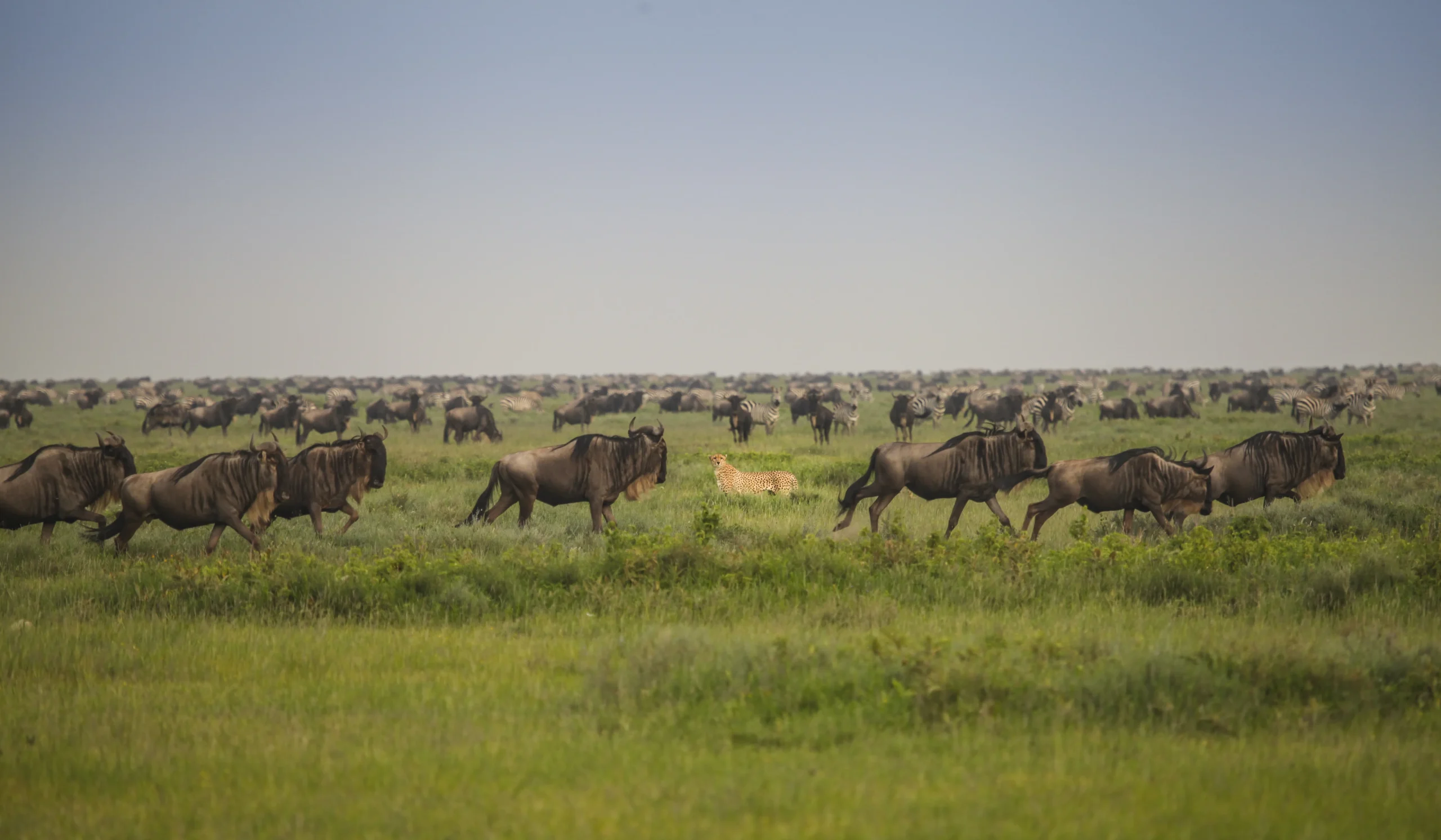 let us know a little about your specific interests and we will help build an amazing safari