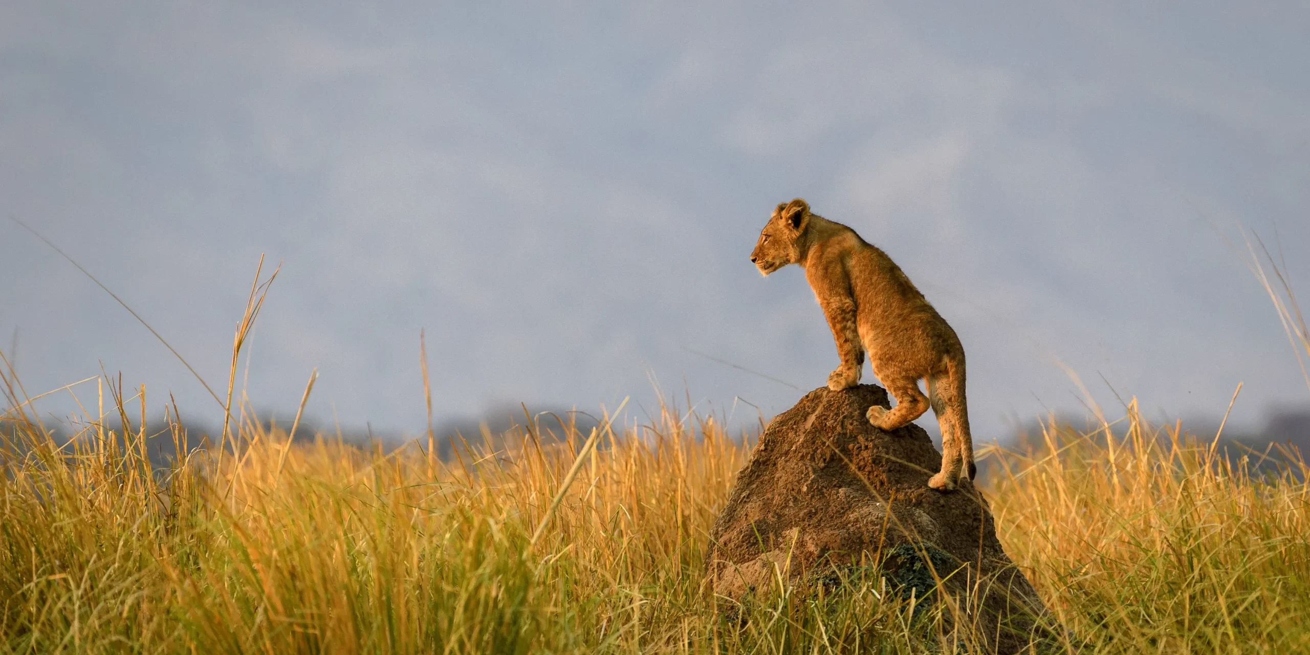 inject the raw excitement into a savanna safari 