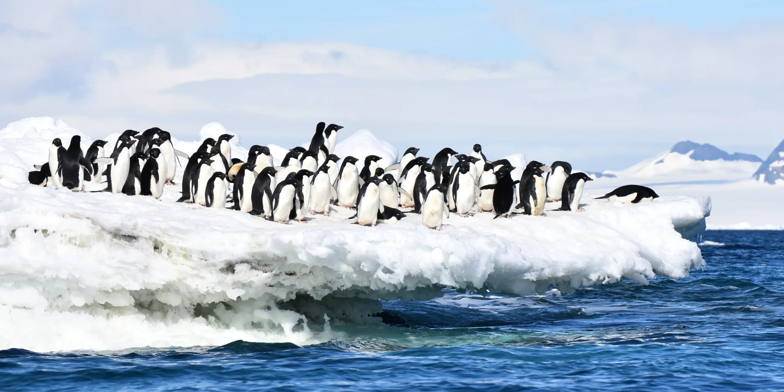 is an unusual month for safari, but there are some very interesting options