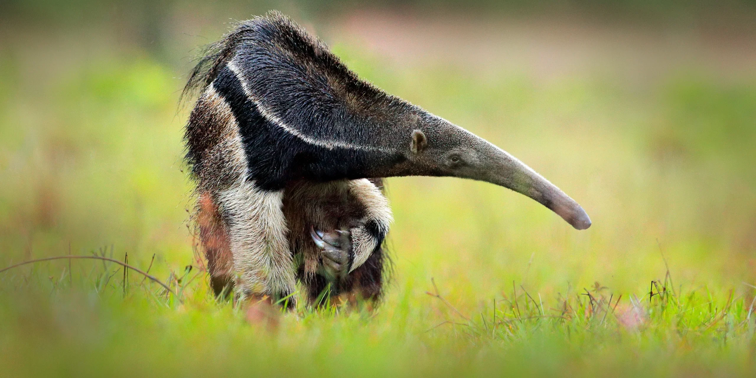 is the start of the dry season in most African safari countries