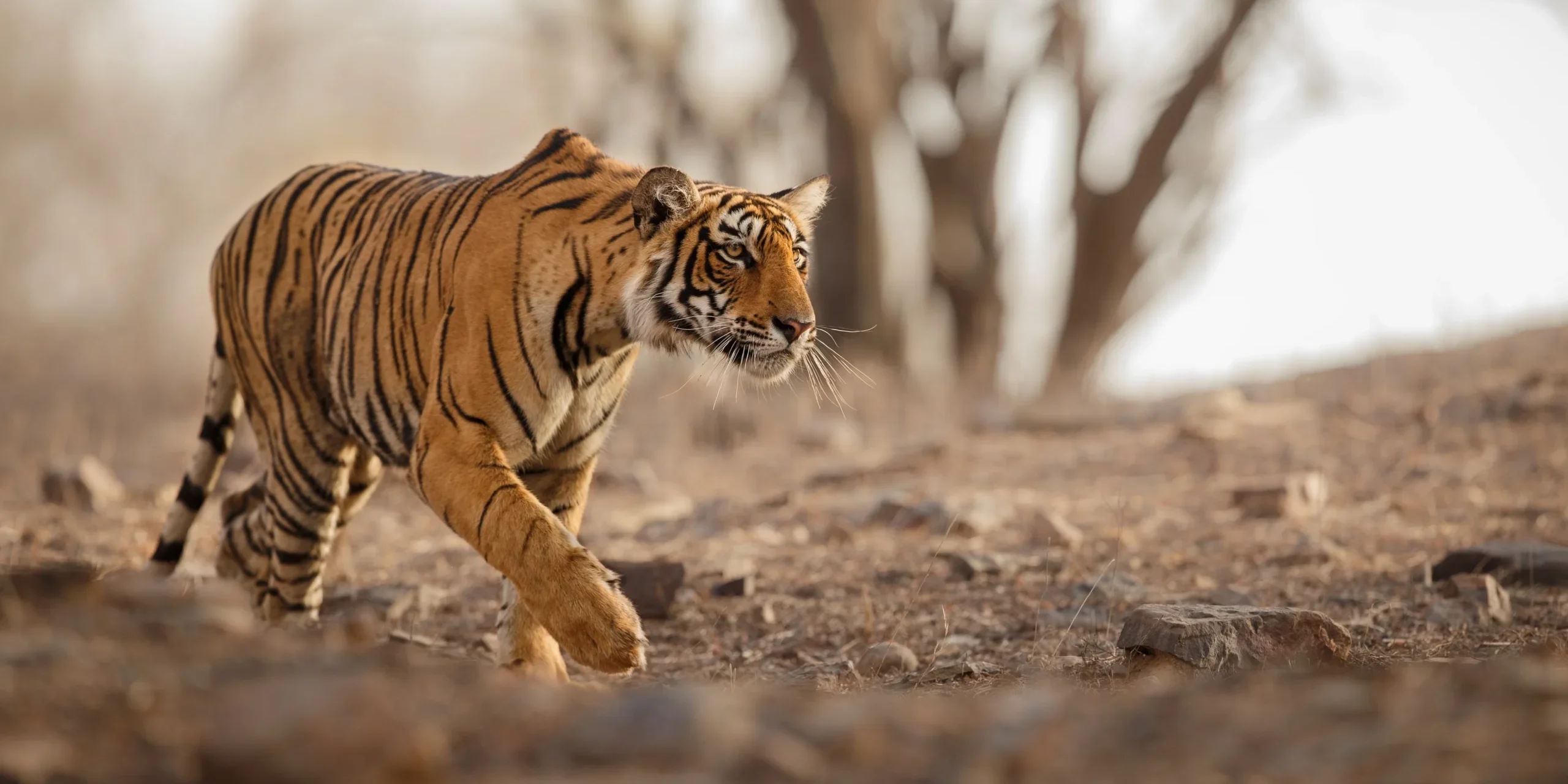 let us know about your specific interests and we will help build an amazing safari 